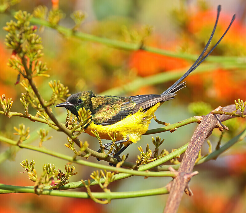 Pygmy Sunbird - The Gambia Januarry 2026