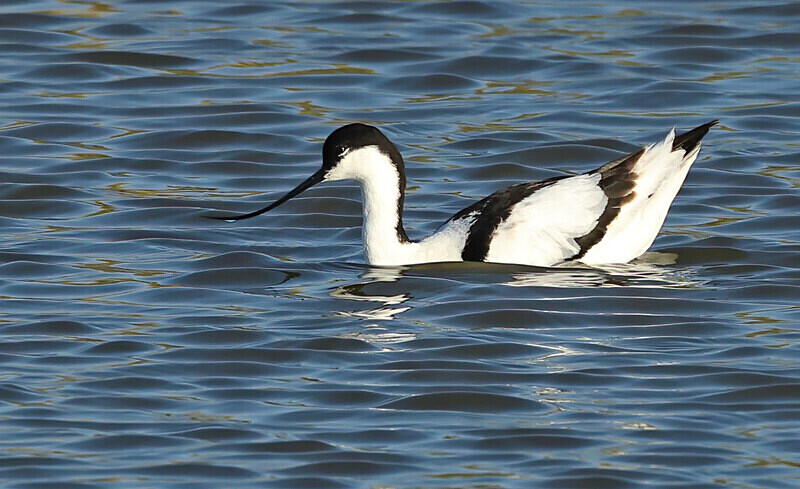 Avocet - Lesvos 2025