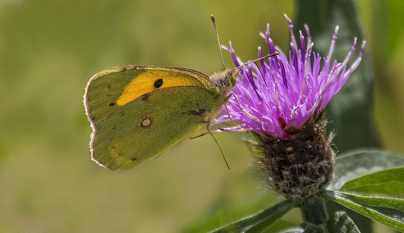 Clouded Yellow - Butterflies