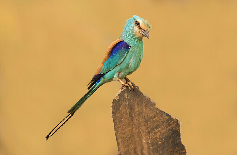 Abyssinian Roller - Selection Box
