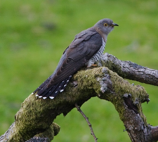 female-cuckoo