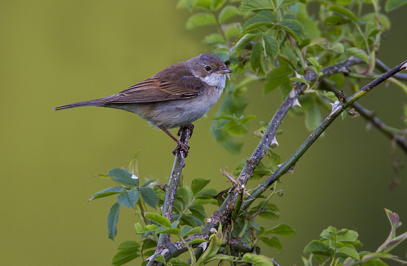 Whitethroat - Warblers