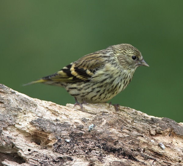 Siskin - Juvenile Birds