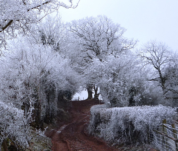 Hoare frost on New Years Day 2009. - Brecon Beacons