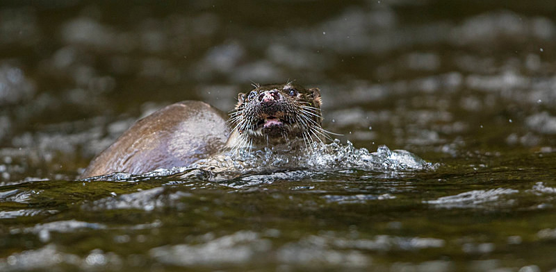 Otter - From around the UK