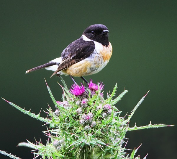 Stonechat - Chats, Sparrows & Starlings