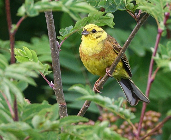 Yellowhammer - Buntings