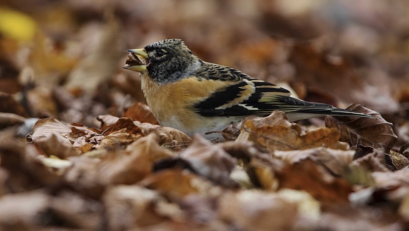 Male Brambling. - Finches