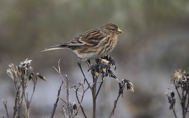 Twite - Norfolk Winter 2016