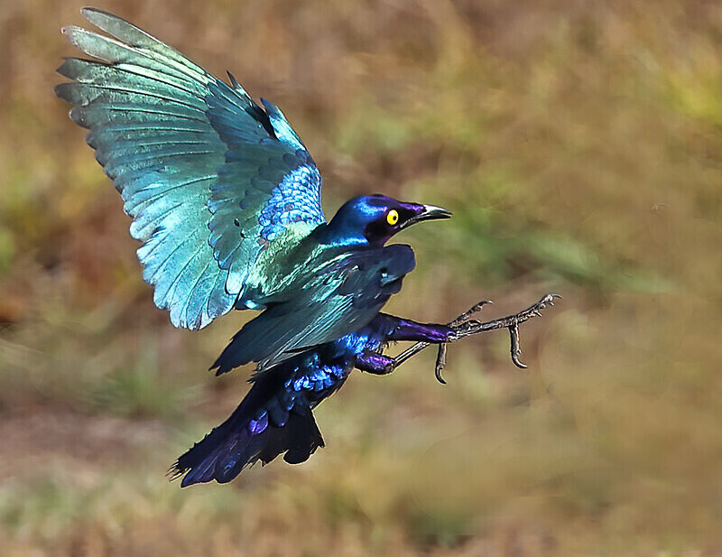 Purple Glossy Starling - The Gambia Januarry 2026