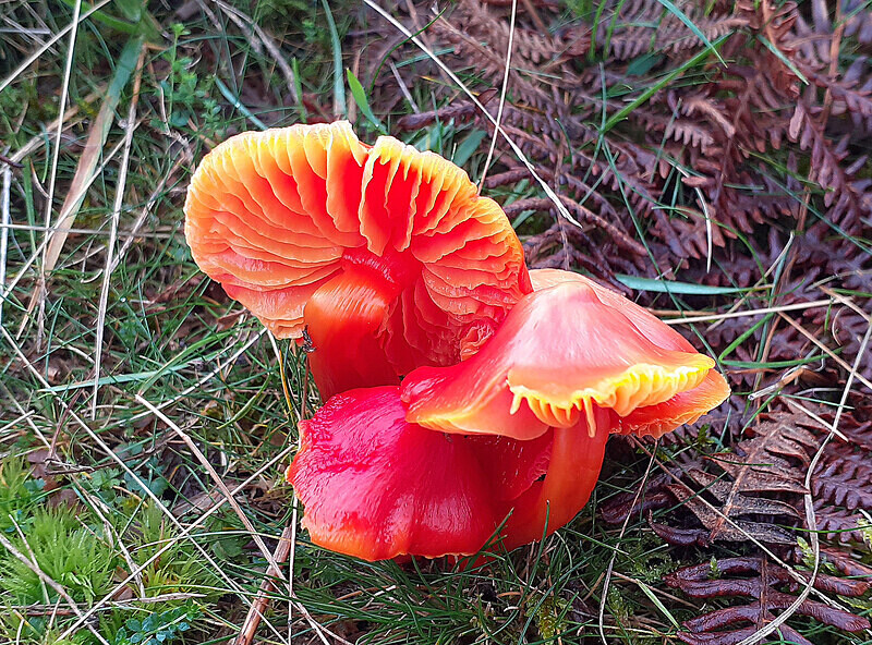 Scarlet / Splendid waxcap - Waxcaps