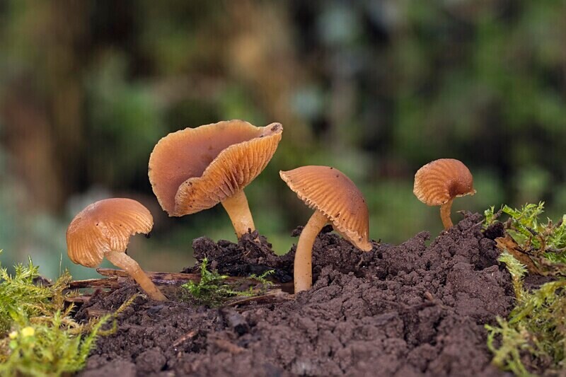 Scurfy Twiglet - Caps