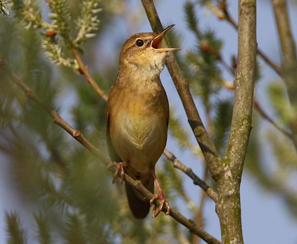 Grasshopper Warbler - Warblers