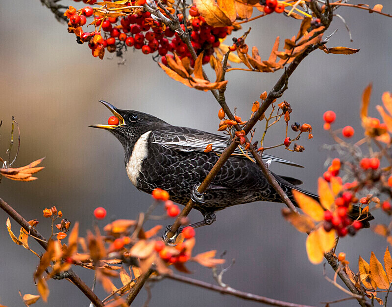 Ring Ouzel - Ring Ouzels
