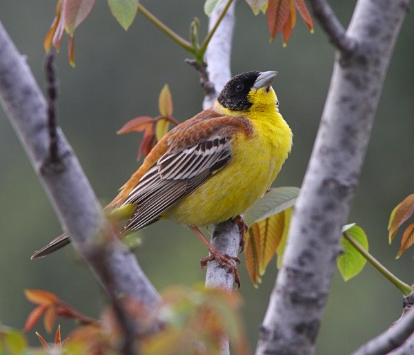 Black Headed Bunting - Lesvos 2011