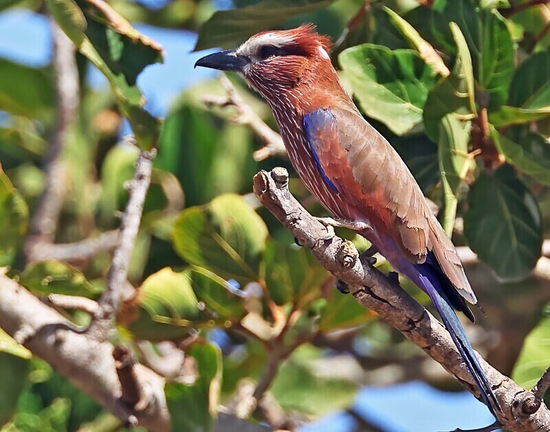 Rufous Crowned Roller - The Gambia Januarry 2026