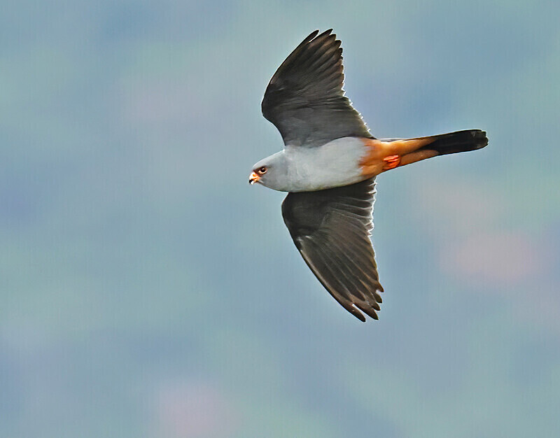 Red Footed Falcon - Lesvos 2025