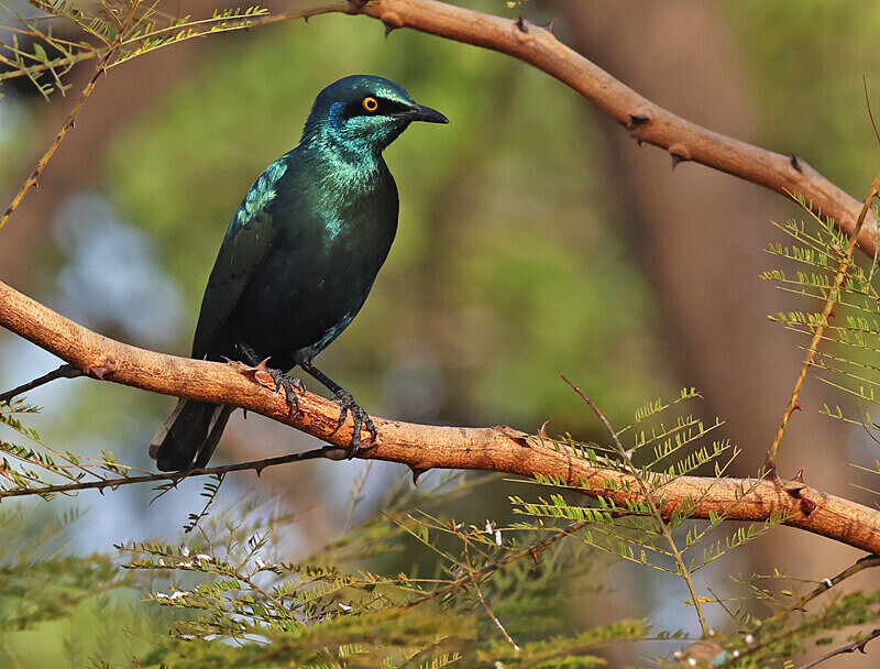 Lesser Blue Eared Starling - The Gambia Januarry 2026