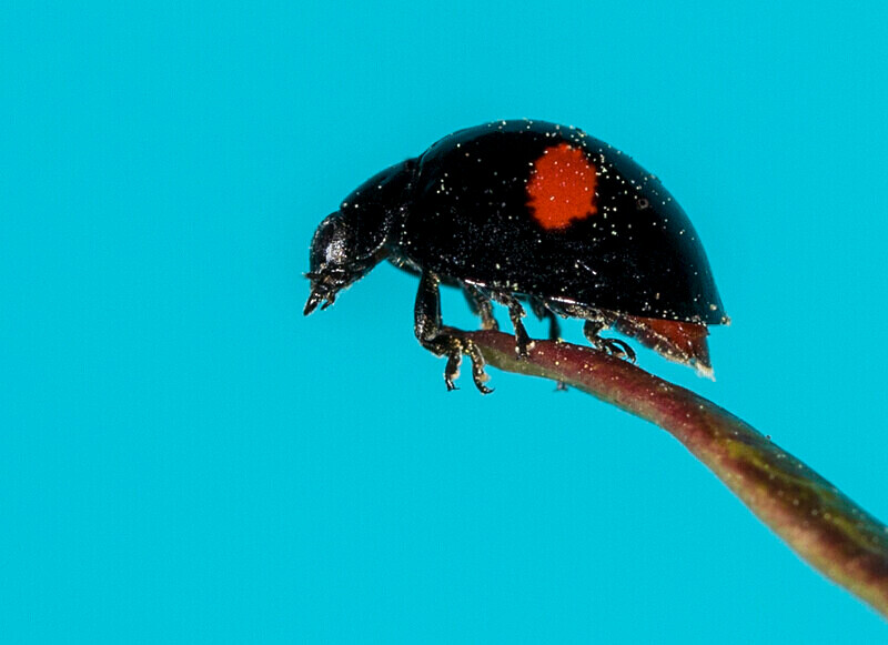 Kidney Spot Ladybird - Images from the small world.