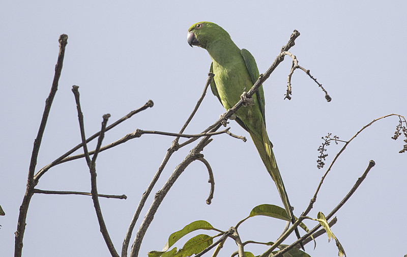 Rose-ringed Parakeet. - The Gambia 2018