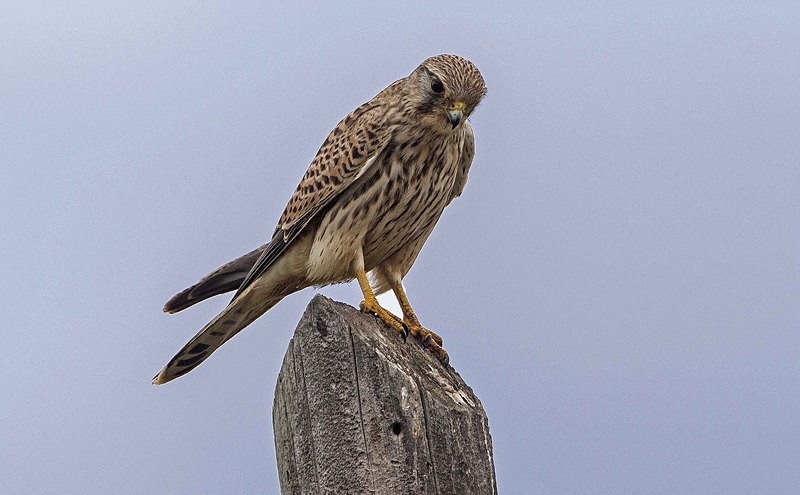 Kestrel - Mallorca