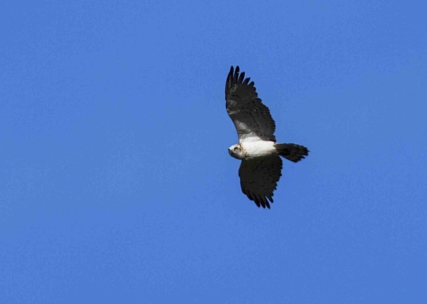 Booted Eagle - Extremadura, Spain