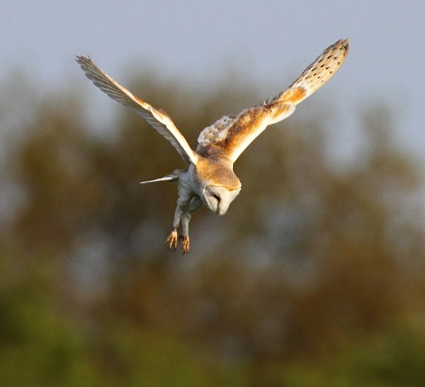Barn Owl - Norfolk, Spring 2012