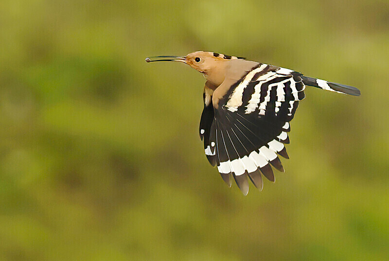 Hoopoe - Lesvos 2025