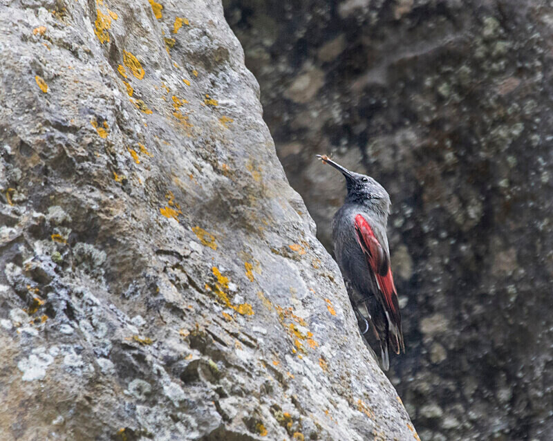 Wallcreeper - Bulgaria and Romania 2019