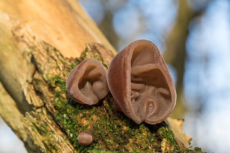 Jelly Ear - Jelly's