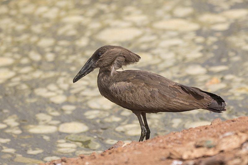 Hammerkop. - The Gambia 2018