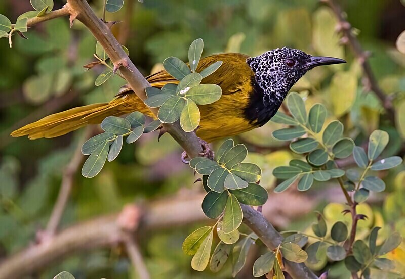 Oriole Warbler - The Gambia Nov/Dec 2023