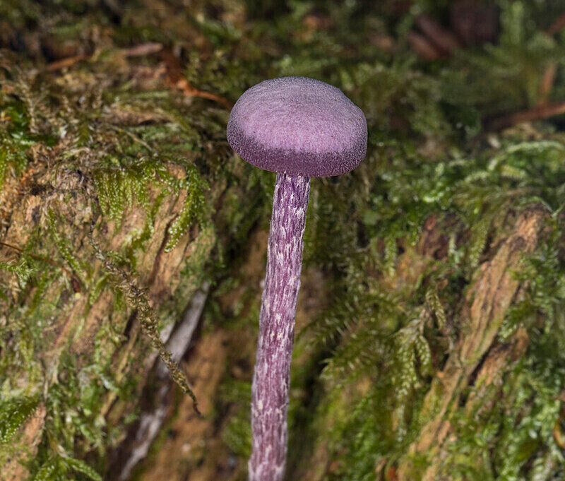 Amethyst Deceiver - Caps