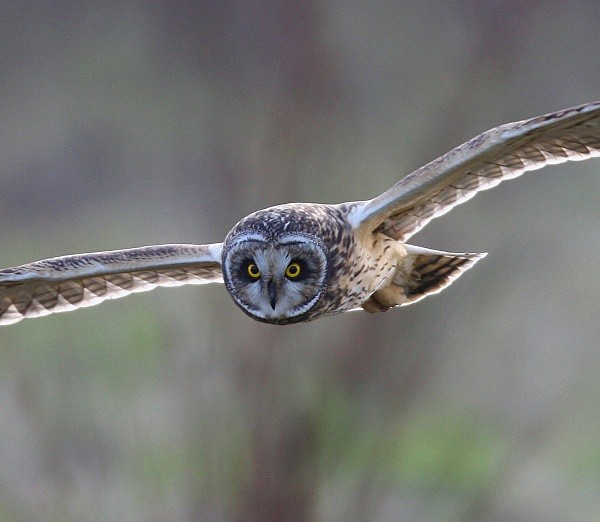 Short Eared Owl