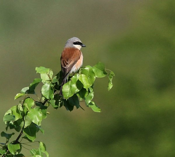 Red Backed Shrike - Poland Birds