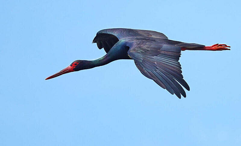 Black Stork - Lesvos 2025