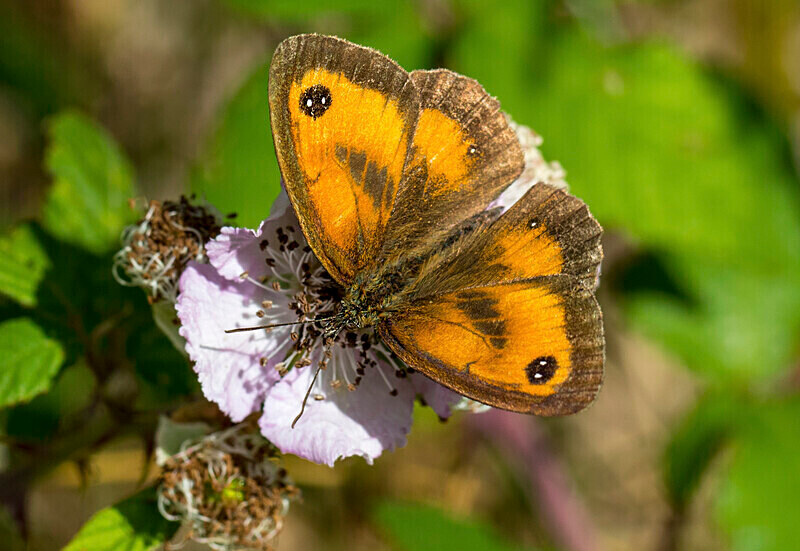 Gatekeeper - Butterflies
