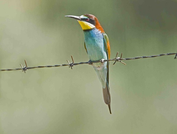 European Bee Eater - Extremadura, Spain