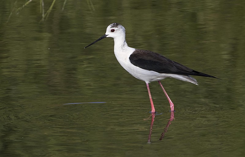 Black Winged Stilt - Lesvos 2015