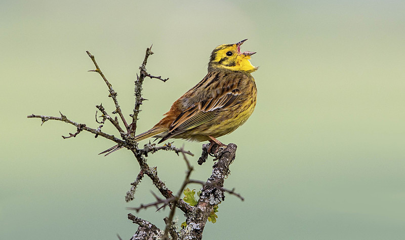 Yellowhammer - Buntings