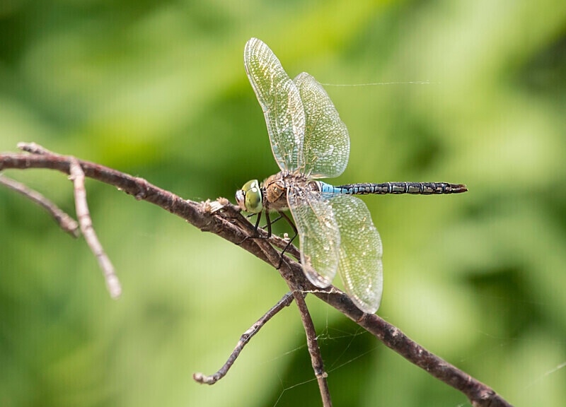 Lesser Emperor Dragonfly - Bulgaria and Romania 2019