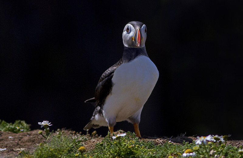 Puffin - Skomer Island July 2014