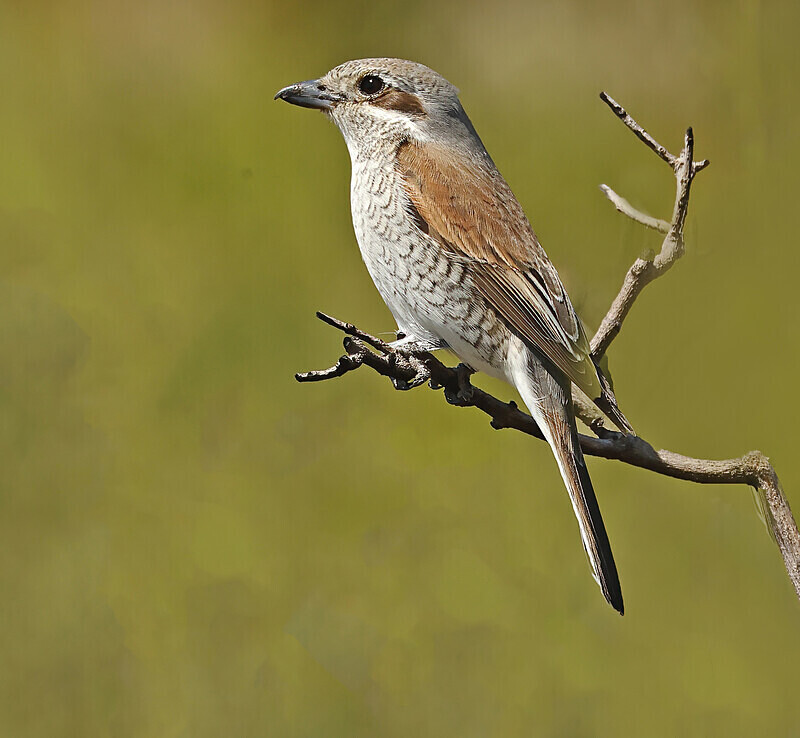 Red Backed Shrike - Lesvos 2025