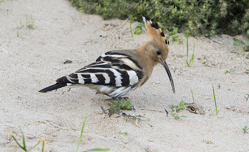 Hoopoe - Norfolk Autumn 2016