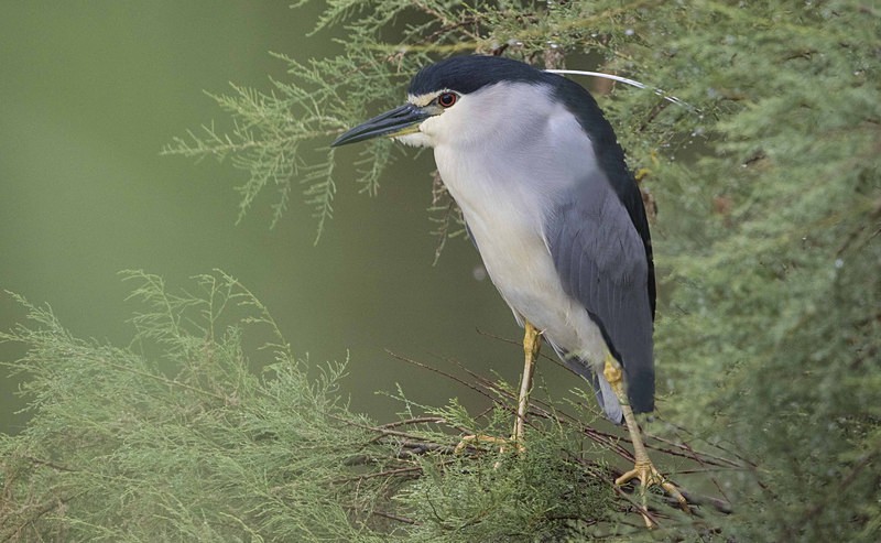 Night Heron. - Lesvos, Spring 2017