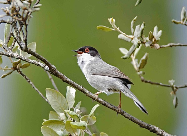 Sardinian Warbler - Extremadura, Spain