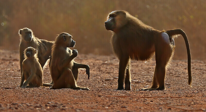 Guinea Baboons - The Gambia Januarry 2026
