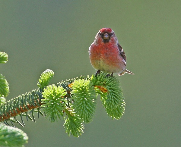 Redpoll - Finches