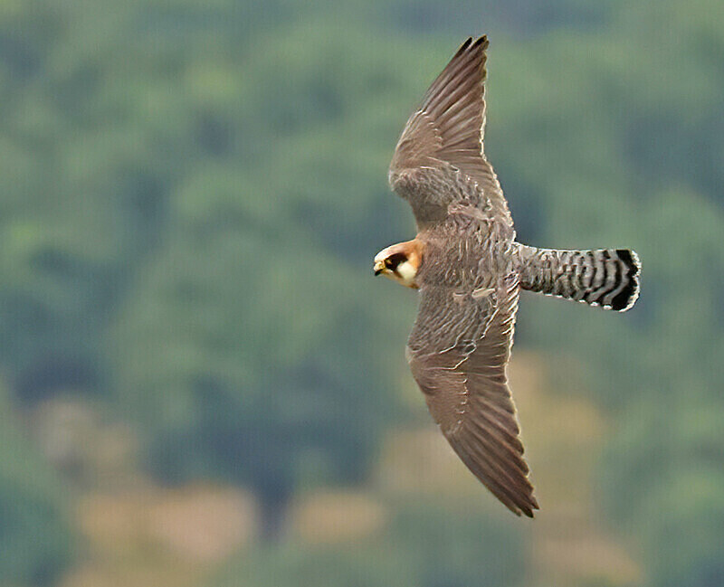 Red Footed Falcon - Lesvos 2025
