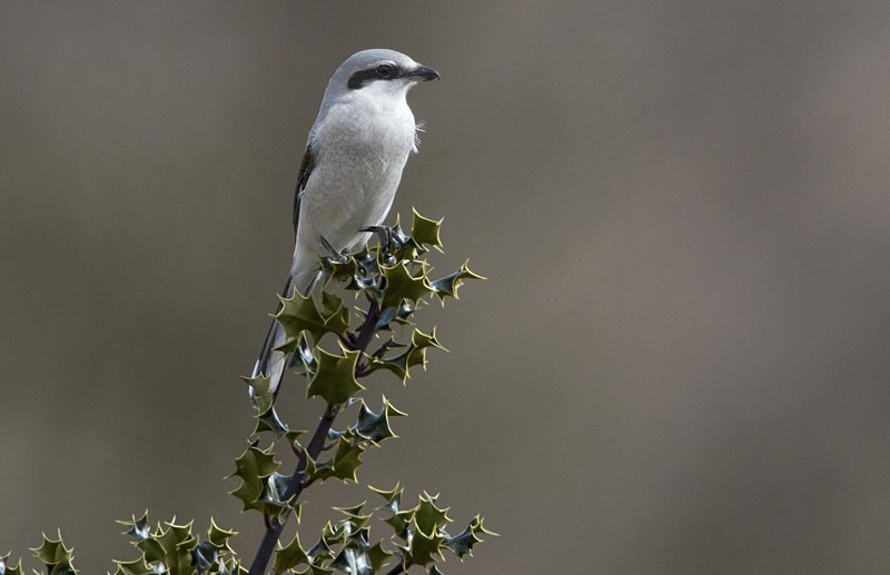 Female Northern Grey Shrike. - Cuckoos, Shrikes & Waxwings
